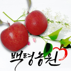 백령사과농원,선물용사과/사과5키로/부사/16~17과