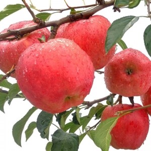 백령사과농원,선물용사과/사과5키로/부사/18~19과